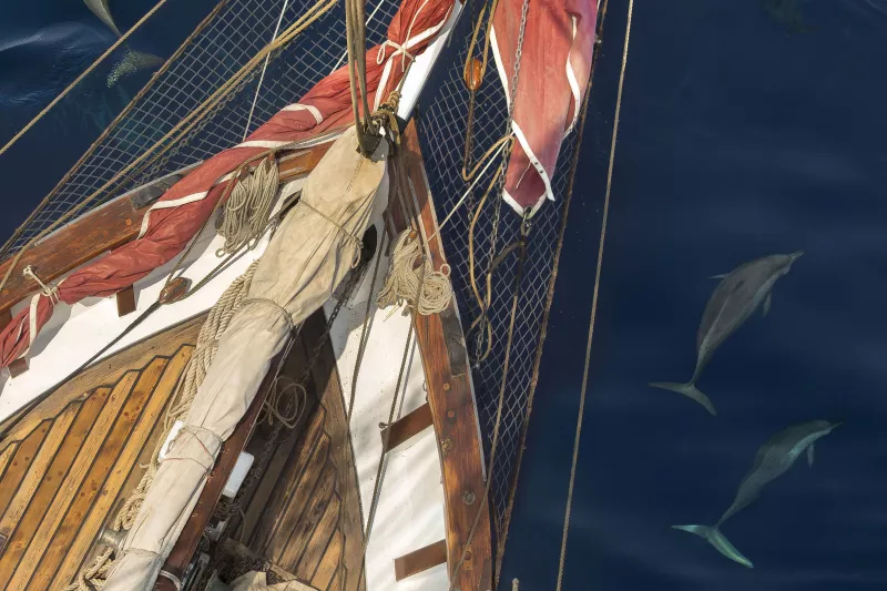 A bird's eye view of the bow and bowsprit of a ship. Dolphins are swimming in the dark blue water around the ship.